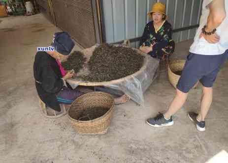 易武6大茶山，探索云南六大古茶山：易武的特别魅力与历背景