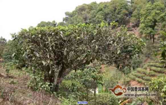 古六大茶山都是易武-古六大茶山都是易武吗