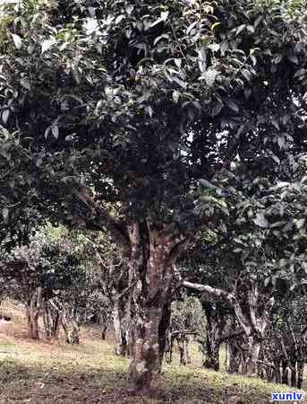 那一年勐海茶厂研制成功普洱熟茶发酵技术，勐海茶厂：成功研发普洱熟茶发酵技术的那一年