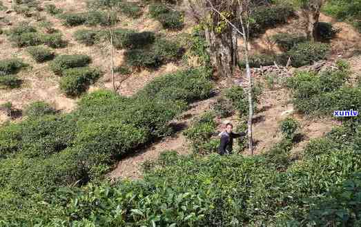 中茶易武绿大树茶，探索绿色生态的茶叶魅力：中茶易武绿大树茶