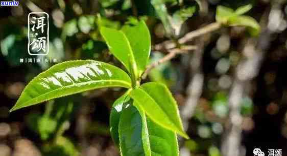 中茶易武绿大树茶，探索绿色生态的茶叶魅力：中茶易武绿大树茶