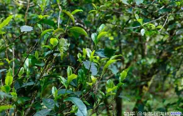 易武茶属于哪个产区的茶叶品种？探究其特点与分类