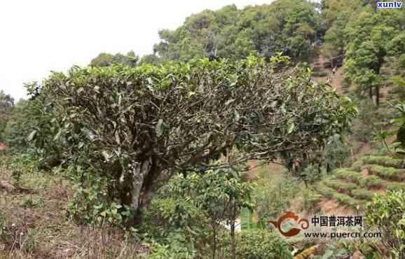 易武知名茶山：揭秘最有名的茶山及旅游攻略