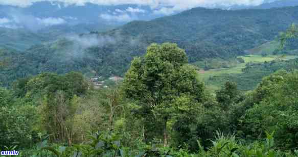 易武茶山哪个最有名-易武茶山哪个最有名气的