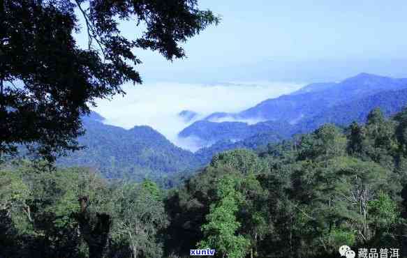 易武茶山哪个最有名-易武茶山哪个最有名气的