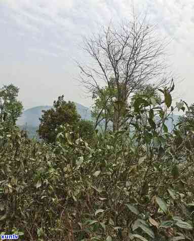 昔归茶属于哪个山头，探寻云南茶文化：揭秘昔归茶的产地来源——哪个山头是它的故乡？