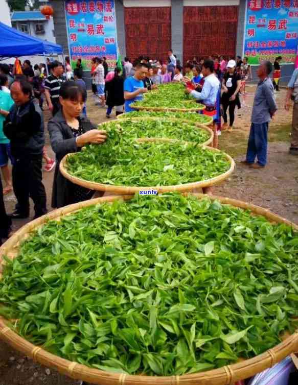 第十届易武斗茶大会-第十届易武斗茶大会 金奖