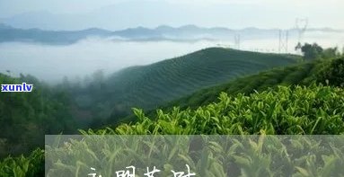 永明茶业，品味绿色生活，尝试永明茶业的茶叶