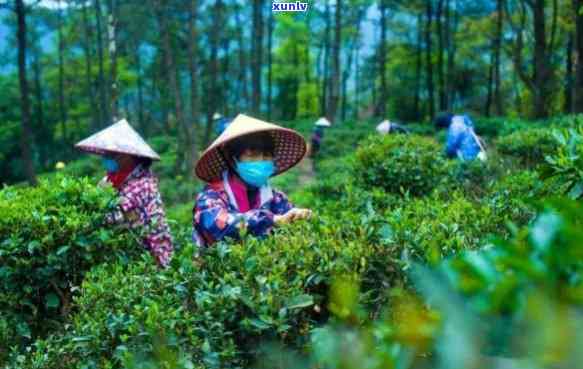 永明茶业，品味绿色生活，尝试永明茶业的茶叶