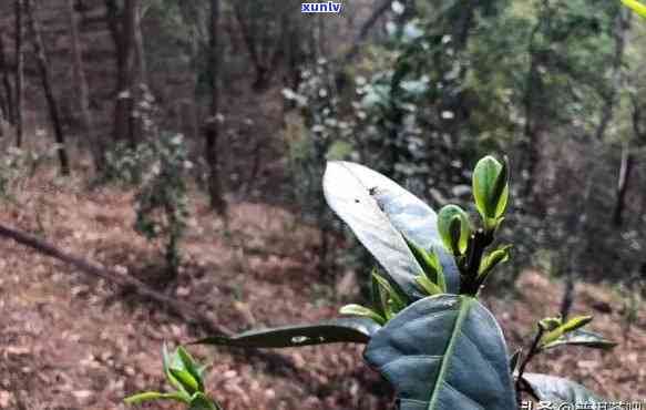 则道曼松贡茶怎么样，深度解析：则道曼松贡茶的口感、品质与产地来源