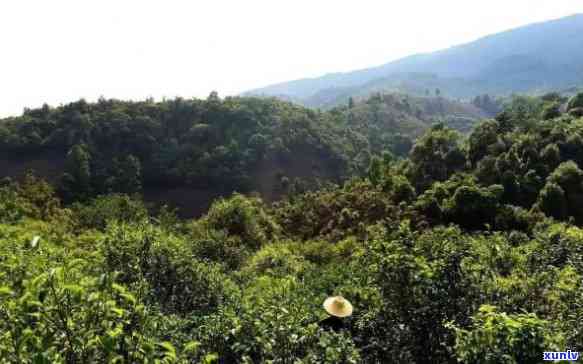 大益布朗山有机茶园基地，探索有机茶园的奥秘：大益布朗山基地