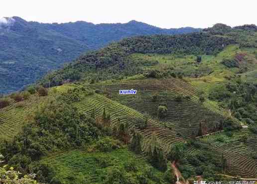 大益布朗山有机茶园基地，探索有机茶园的奥秘：大益布朗山基地