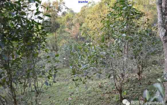 易武落水洞茶王树，探寻云南古茶树：易武落水洞茶王树的魅力与历