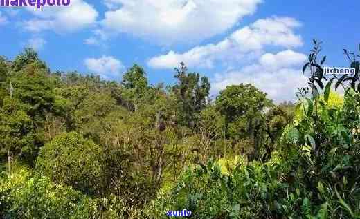 易武古六大茶山特点图片，探索古老魅力：易武古六大茶山的特点及精美图片