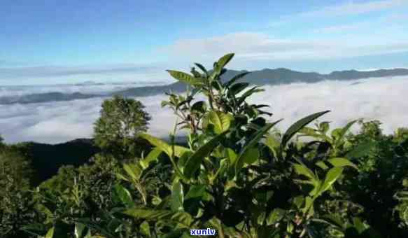 易武古六大茶山特点图片，探索古老魅力：易武古六大茶山的特点及精美图片