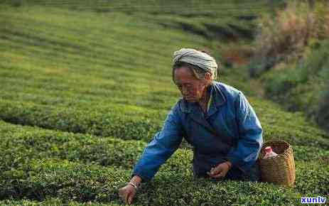 易武古六大茶山特点-易武古六大茶山特点介绍