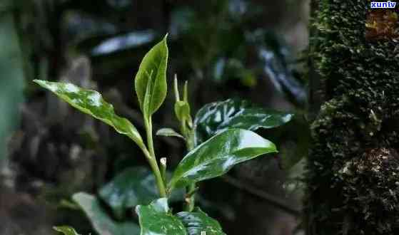 易武薄荷塘古树茶有哪些特征，探秘易武薄荷塘古树茶：独特特征与品鉴指南