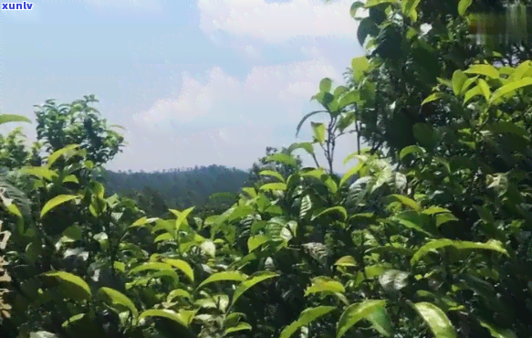 冰岛是古树茶，探秘冰岛：古老茶园的秘密，让你感受不一样的茶香