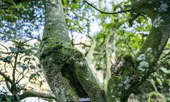 冰岛是古树茶，探秘冰岛：古老茶园的秘密，让你感受不一样的茶香