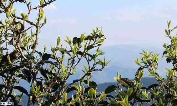 昔归古树茶散茶，品味历的痕迹：探索昔归古树茶散茶的魅力