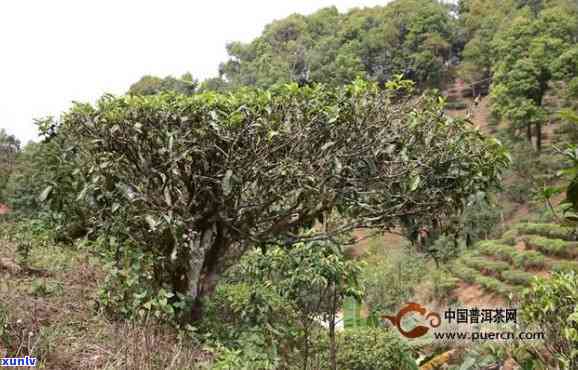 易武深山古树茶紫印，探秘易武深山：古树茶的紫印传奇