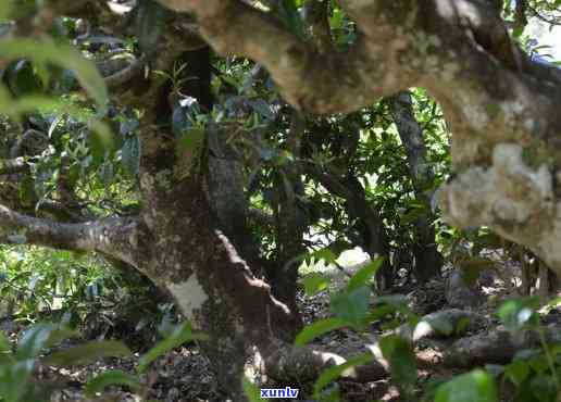 易武深山古树茶紫印，探秘易武深山：古树茶的紫印传奇