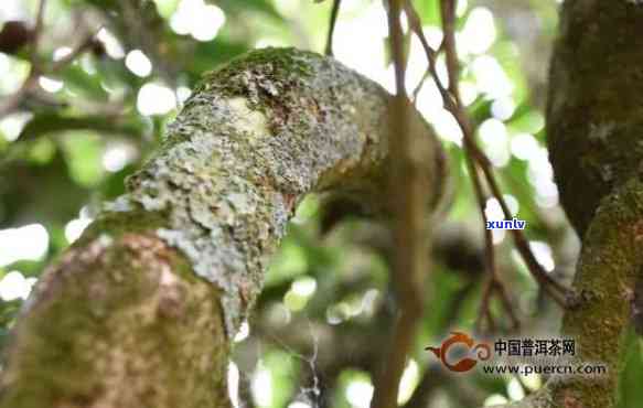 易武国有林口感特点及古树茶、普洱茶特性解析，高杆经济价值探析——《经济半小时》深度报道