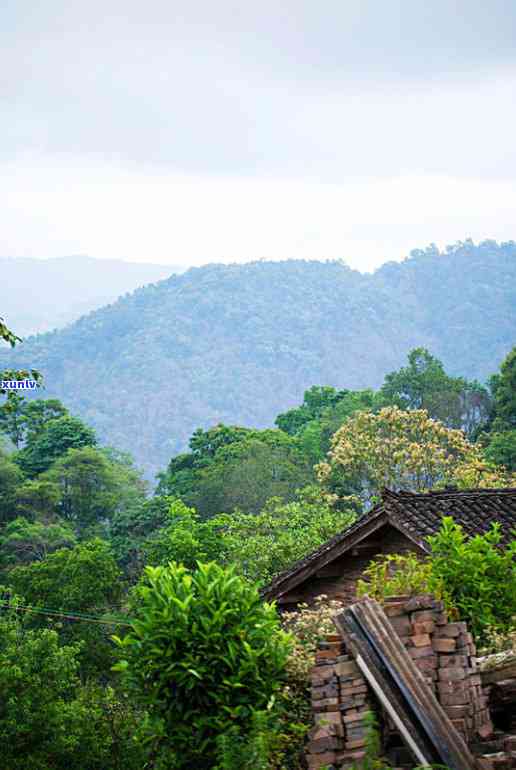 六大茶山易武生态茶-六大茶山易武生态茶怎么样