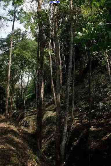 易武山野生大树茶特级品，探索大自然馈赠：易武山野生大树茶特级品的醇厚口感与健益处