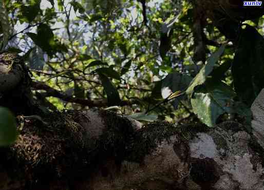 易武山野生大树茶特级品，探索大自然馈赠：易武山野生大树茶特级品的醇厚口感与健益处