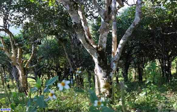 易武山野生大树茶特级品，探索大自然馈赠：易武山野生大树茶特级品的醇厚口感与健益处