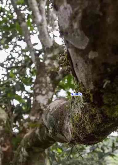 易武山木野生饼茶万字，探寻易武山的野韵：万字标记的木野生饼茶