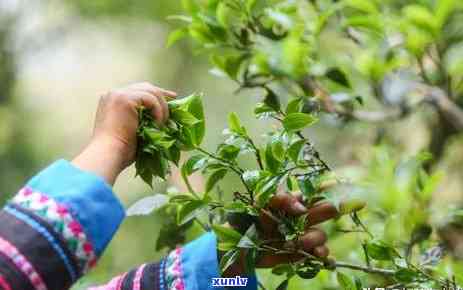 易武和勐库茶的区别-易武和勐库茶的区别是什么