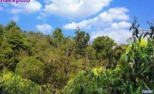 易武茶山属于哪里的景点，探寻云南美景：揭秘易武茶山所属地区