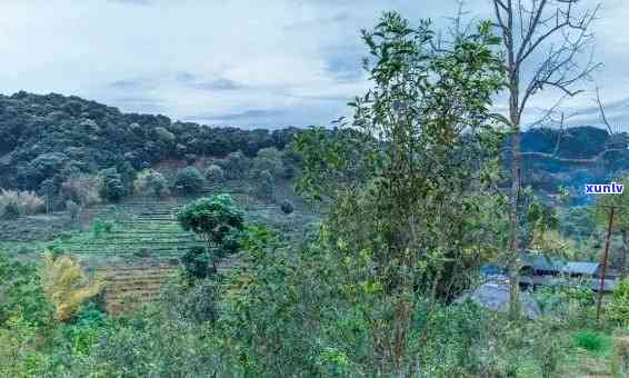 易武茶山属于哪里的景点，探寻云南美景：揭秘易武茶山所属地区