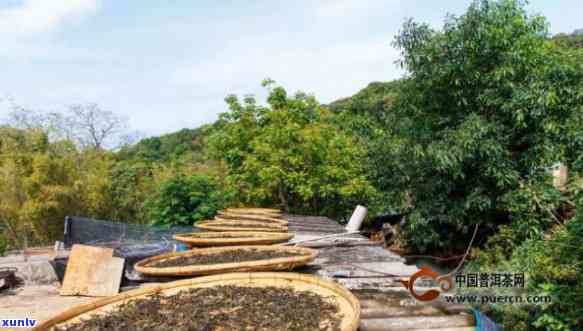 易武曼荘茶厂，探秘易武曼荘茶厂：揭示优质普洱茶的 *** 过程