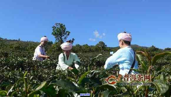 勐海天安茶业，探秘云南勐海：天安茶业的绿色生态茶园与精制茶技艺