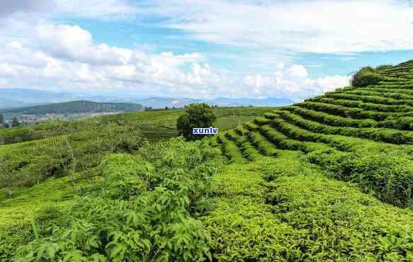 勐海天安茶业，探秘云南勐海：天安茶业的绿色生态茶园与精制茶技艺