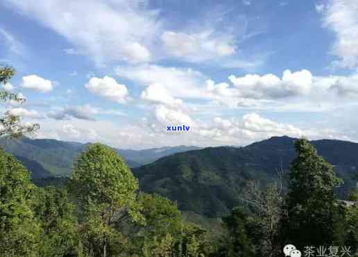 易武正山：揭秘其所属的山头及背景