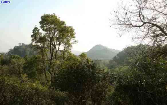 易武正山：揭秘其所属的山头及背景