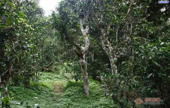 易武正山是哪个山头-易武正山是哪个山头的茶叶