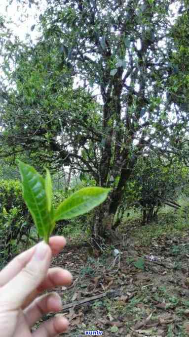 易武茶当年好不好喝呢，揭秘易武茶的口感：当年是否好喝？