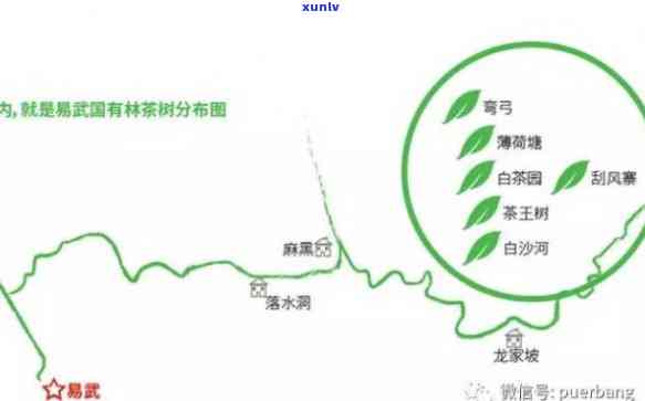 易武国有林有哪些茶，探秘易武国有林：了解其丰富的茶叶种类