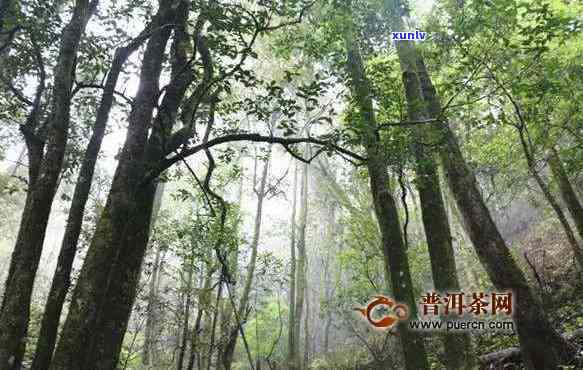 易武国有林口感特点：介绍易武国有林的位置、古树茶与普洱茶的特点以及其高杆经济价值。