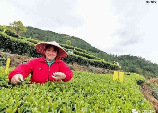 云峰茶，品味云端之上的甜：探索云峰茶的茶叶世界