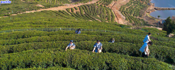 云峰茶，品味云端之上的甜：探索云峰茶的茶叶世界