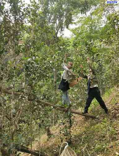 百花箐古树茶，《探寻百年老树：百花箐古树茶的魅力》