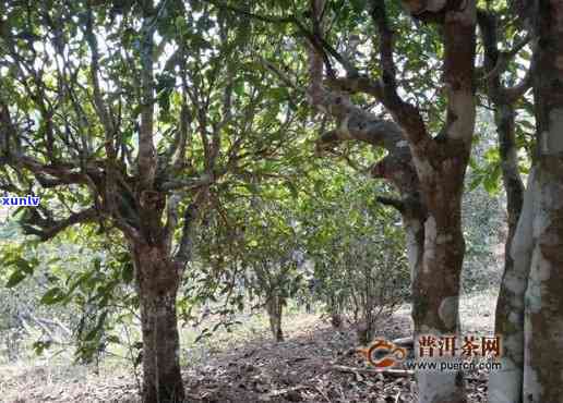 易武百花箐古树价格-易武百花箐古树茶