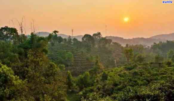 易武茶山属于哪个城市？位于哪个茶区？有哪些旅游攻略？