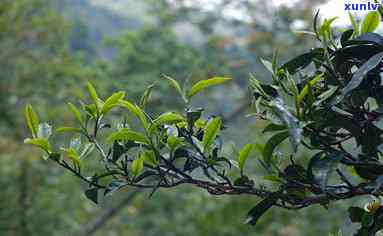 易武茶山有哪些寨子-易武茶山有哪些寨子景点